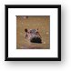 Buy Framed Print