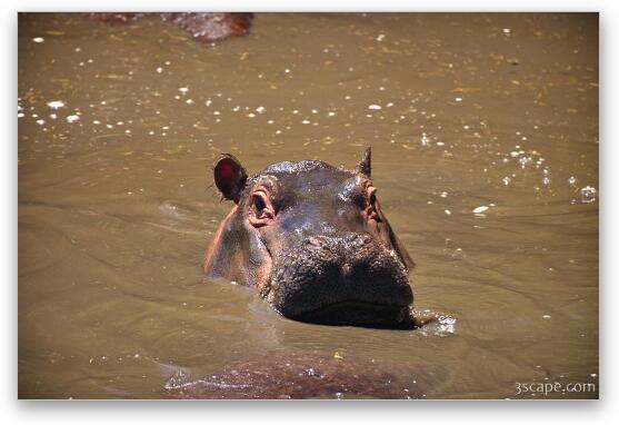 Hippo Fine Art Metal Print