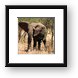 African Elephant Framed Print