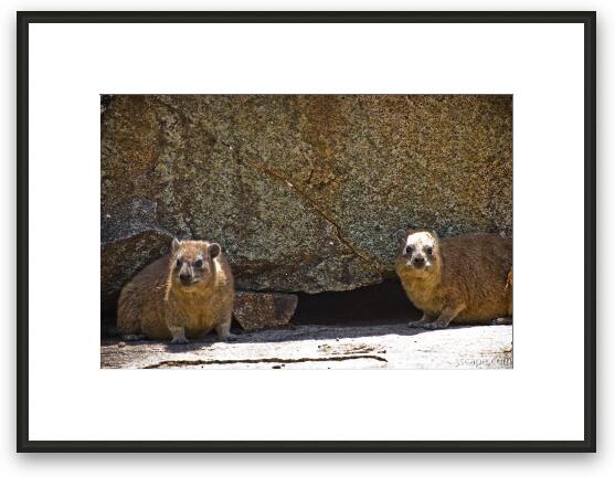 Rock Hyrax Framed Fine Art Print