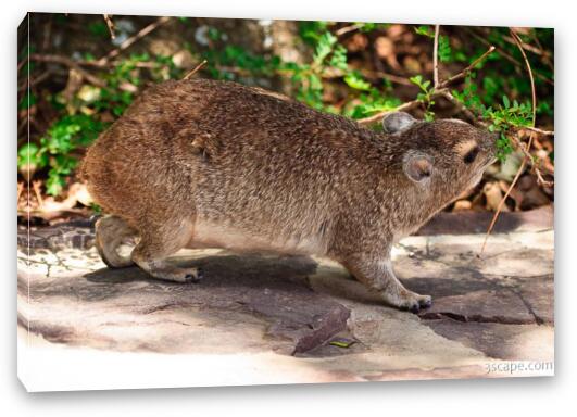 Rock Hyrax Fine Art Canvas Print