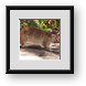 Buy Framed Print