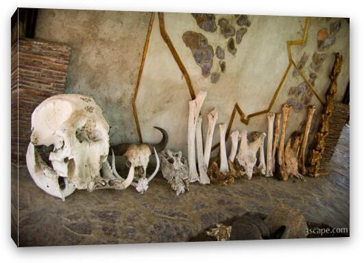Skulls of various Serengeti animals Fine Art Canvas Print