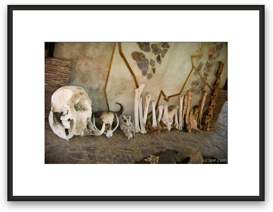 Skulls of various Serengeti animals Framed Fine Art Print