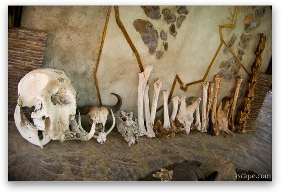 Skulls of various Serengeti animals Fine Art Print