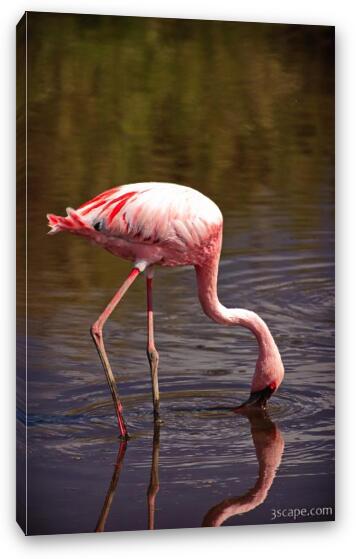 Lesser Flamingo Fine Art Canvas Print