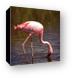 Lesser Flamingo Canvas Print