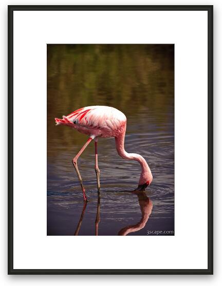 Lesser Flamingo Framed Fine Art Print