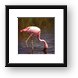 Lesser Flamingo Framed Print