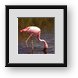 Buy Framed Print