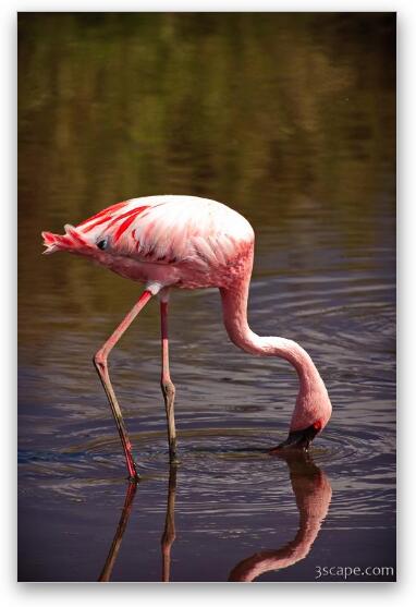 Lesser Flamingo Fine Art Metal Print