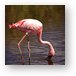 Lesser Flamingo Metal Print