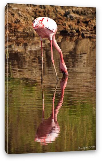 Flamingo admiring its reflection Fine Art Canvas Print