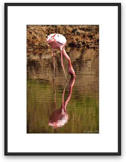 Flamingo admiring its reflection Framed Fine Art Print