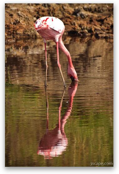 Flamingo admiring its reflection Fine Art Metal Print