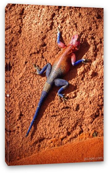 Male Agama Lizard Fine Art Canvas Print