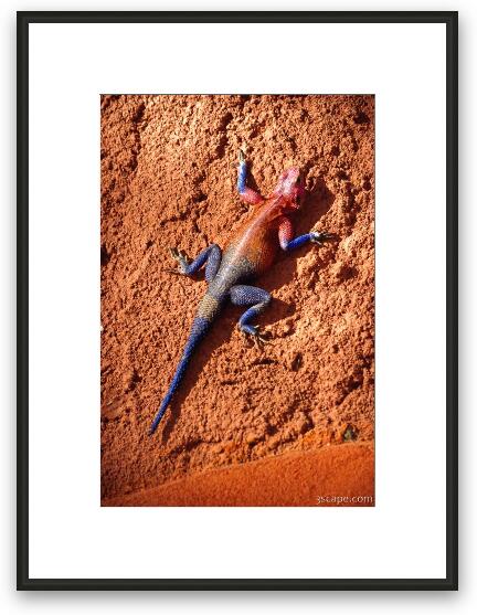 Male Agama Lizard Framed Fine Art Print