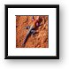 Male Agama Lizard Framed Print