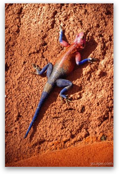 Male Agama Lizard Fine Art Metal Print