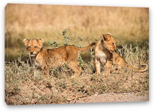 Two adorable lion cubs Fine Art Canvas Print