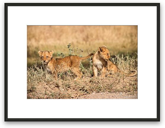 Two adorable lion cubs Framed Fine Art Print