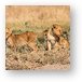 Two adorable lion cubs Metal Print
