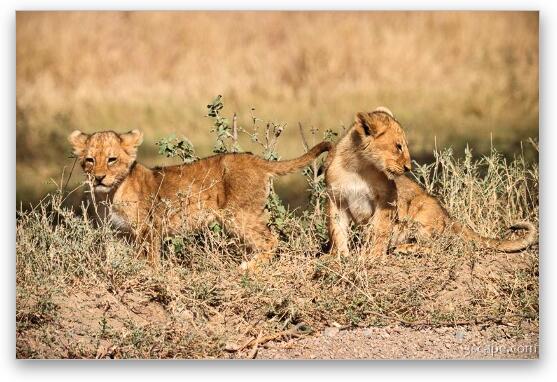 Two adorable lion cubs Fine Art Print