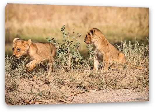 Lion cubs Fine Art Canvas Print