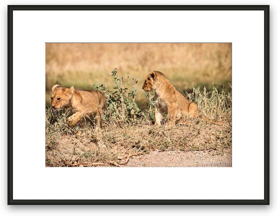 Lion cubs Framed Fine Art Print