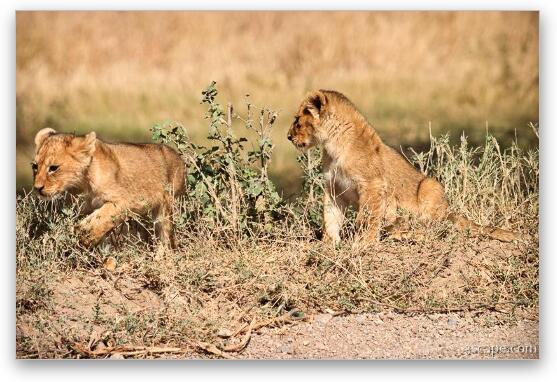 Lion cubs Fine Art Metal Print