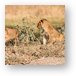Lion cubs Metal Print