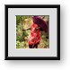 Buy Framed Print