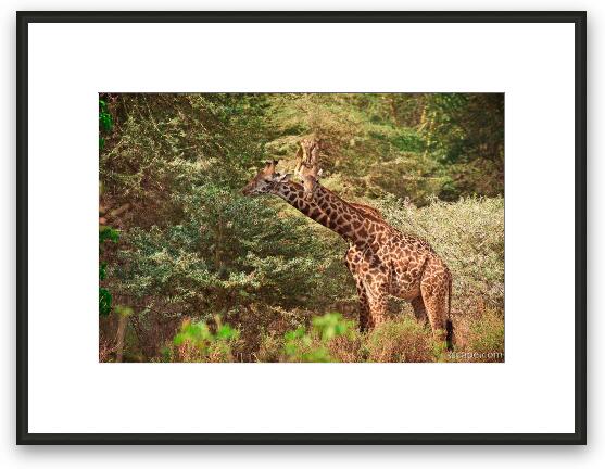 Giraffes munching on trees Framed Fine Art Print