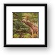 Giraffes munching on trees Framed Print
