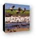 Thousands of great white pelicans Canvas Print