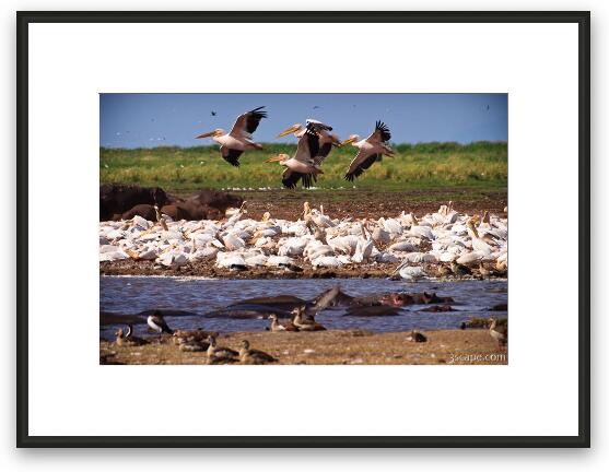 Thousands of great white pelicans Framed Fine Art Print