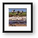 Thousands of great white pelicans Framed Print