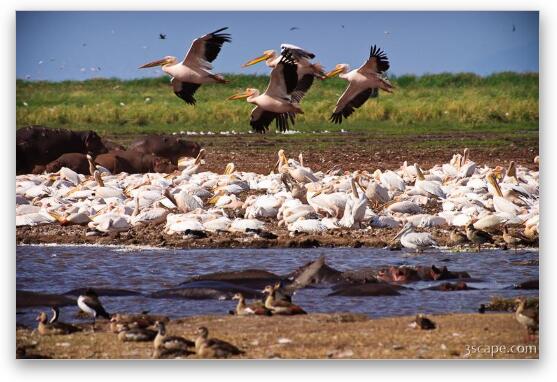 Thousands of great white pelicans Fine Art Metal Print