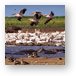 Thousands of great white pelicans Metal Print