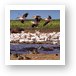 Thousands of great white pelicans Art Print