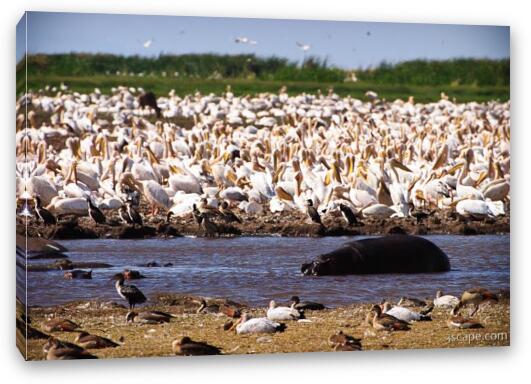 A huge mass of pelicans and a lone hippo Fine Art Canvas Print