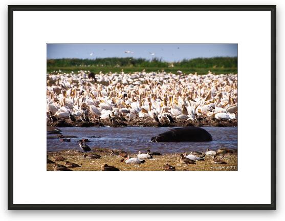 A huge mass of pelicans and a lone hippo Framed Fine Art Print