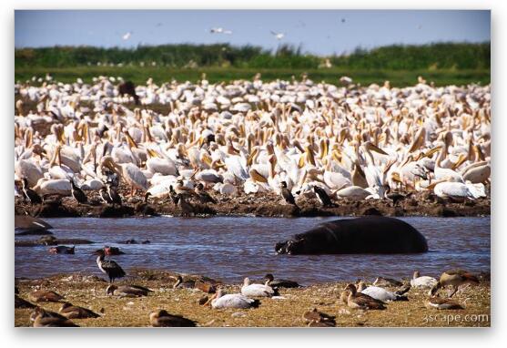 A huge mass of pelicans and a lone hippo Fine Art Metal Print