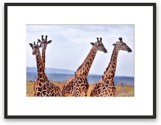 A small herd of giraffe Framed Fine Art Print