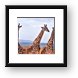 A small herd of giraffe Framed Print