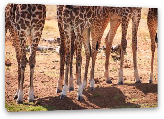 Giraffe legs Fine Art Canvas Print