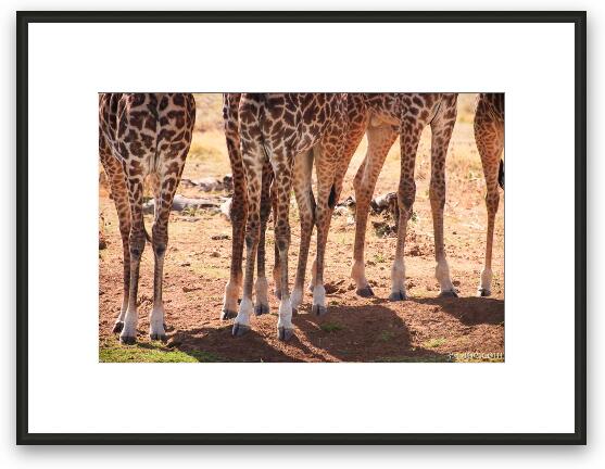Giraffe legs Framed Fine Art Print