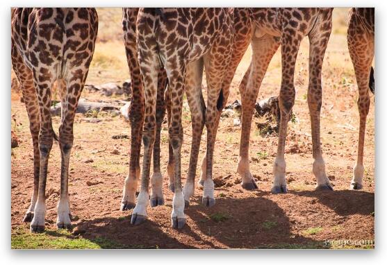 Giraffe legs Fine Art Metal Print