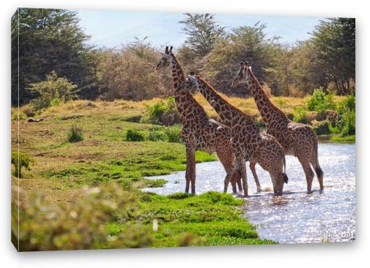 Giraffes crossing the river Fine Art Canvas Print