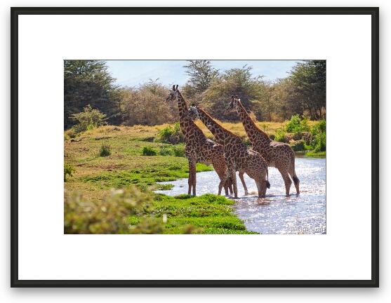 Giraffes crossing the river Framed Fine Art Print